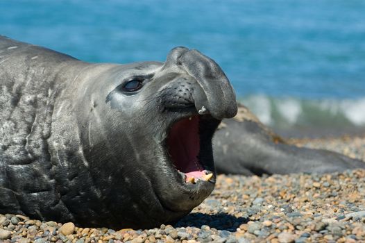 Elephant seal in the coast of Peninsula Valdes, Patagonia, Argentina.