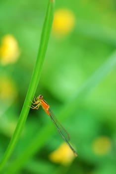 Yellow dragonfly rest in the green leaves
