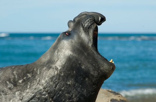 Elephant seal in the coast of Peninsula Valdes, Patagonia, Argentina.