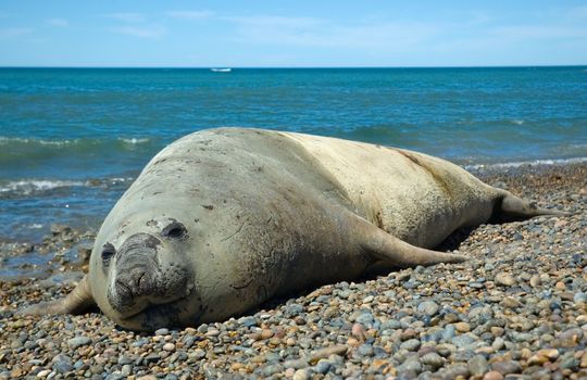 elephant seal in the coast of peninsula valdes, patagonia, argentina.