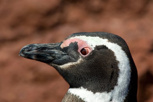 Magellanic penguin in Punta Tombo, Patagonia Argentina.