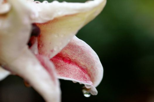 Flower Lilium Stargazer petals with shallow depth of field