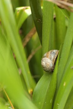 Snail Mollusca Gastropoda with shallow depth of field
