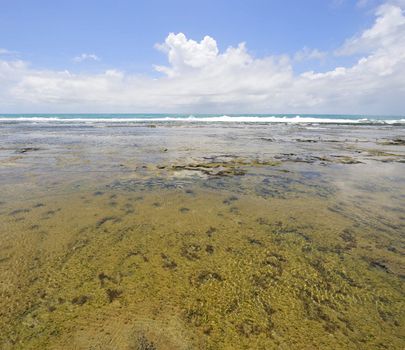 Beach in Porto de Galinhas, Brazil
