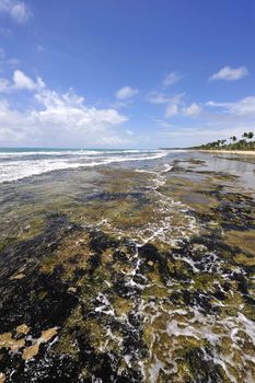 Beach in Porto de Galinhas, Brazil
