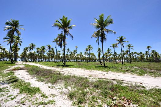 Beach in Porto de Galinhas, Brazil
