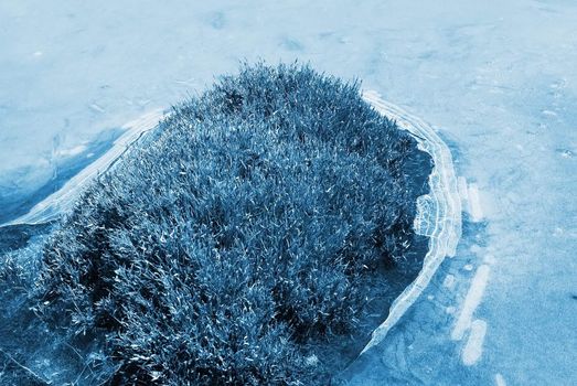 Beautiful strange iced pond surface and grass.