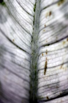 close up macro of a white and green camille leaf