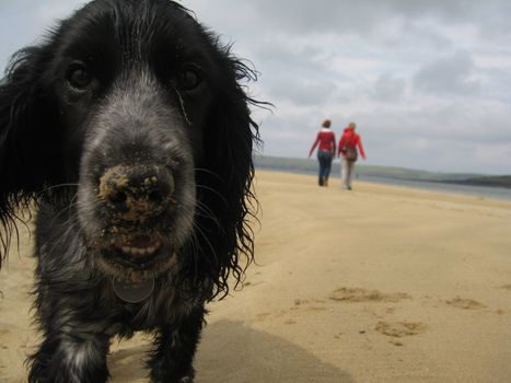 A blue roan Cocker-Spaniel puppy on a sandy beach