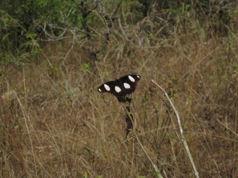 Brown Butterfly from the Western Ghats, India