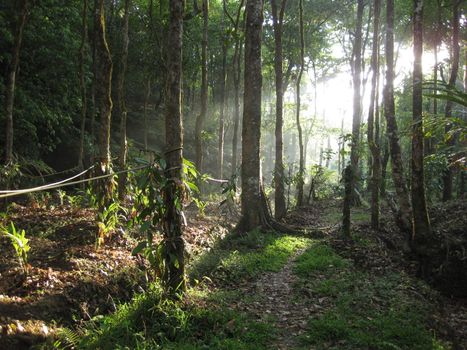 Sunlight shining into an organic vanilla plantation