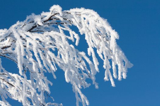 Branches tree cover drizzle on background blue sky, winter