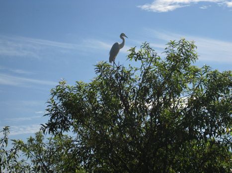 A white Egret, perched alone on a tree