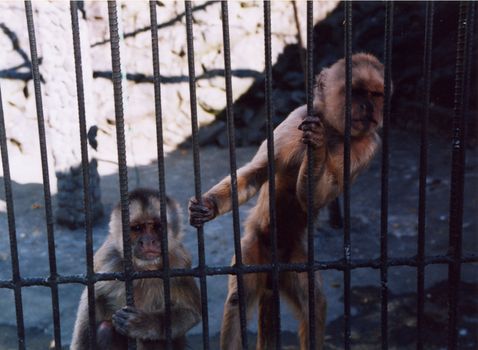 Two Capuchin Monkeys behind bars in a Latin American Zoo.
