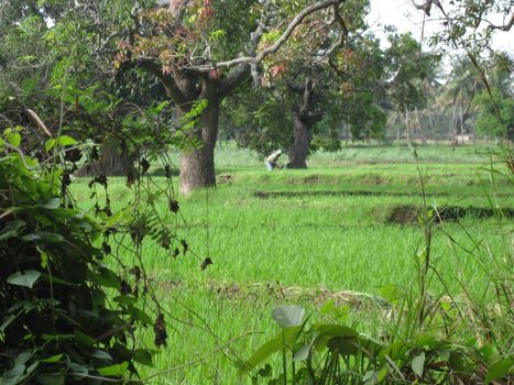 A paddy field and labourer in India