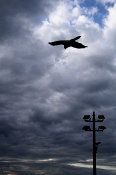 Evening flight ravens over a street lantern