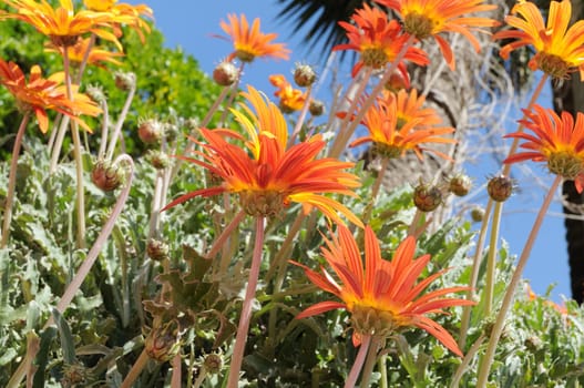 Orange daisies
