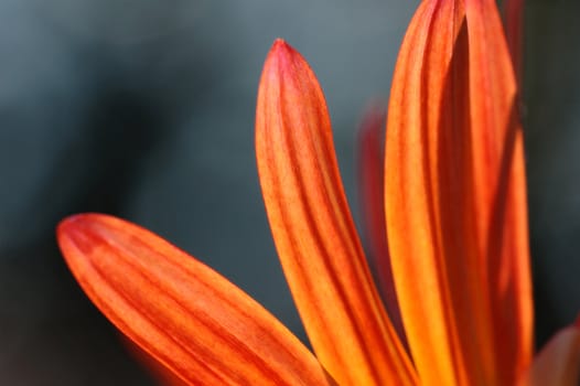 Orange daisy