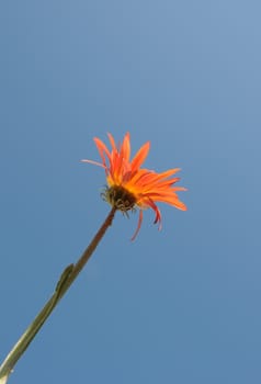 Orange daisy