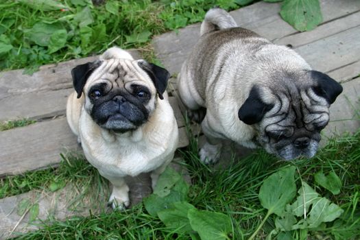 Two pugs on wooden boards. Illustration for magazine about pets