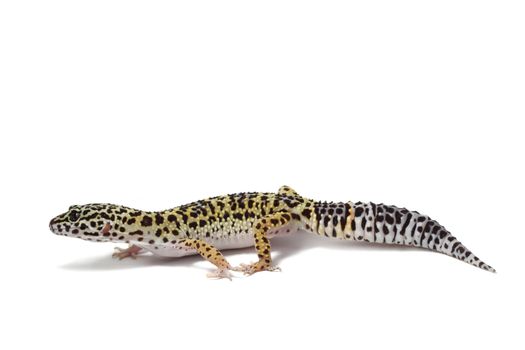 nice black yellow and white gecko lizard