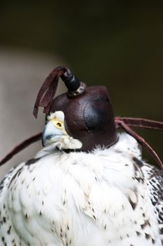 Falcon in a nature reserve, Sutherland, Scotland