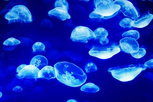 blue background of swimming jellyfishes