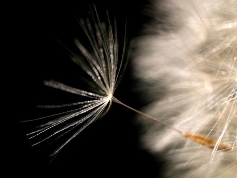 Dandelion seed on black background