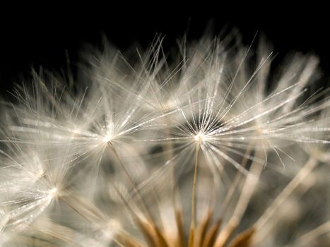 Dandelion macro on black background
