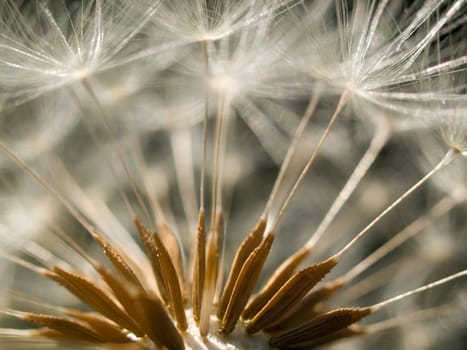 Extreme macro of a dandelion clock with seeds