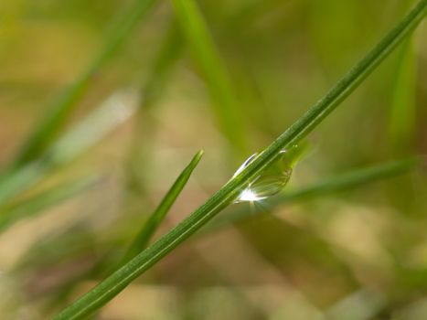 Macro picture of a morning dew drop with sun reflection