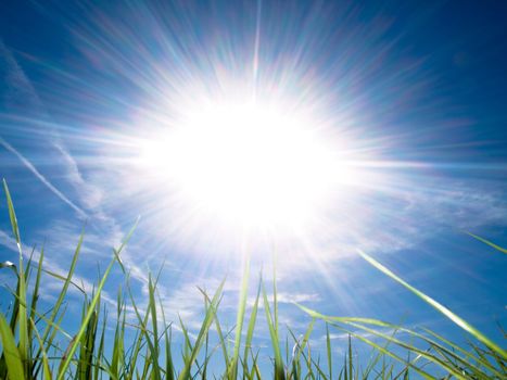 Beautiful fresh grass against sun at spring with blue sky and some clouds