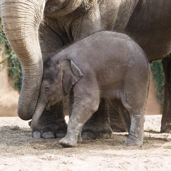 Asian baby elephant playing with its mother