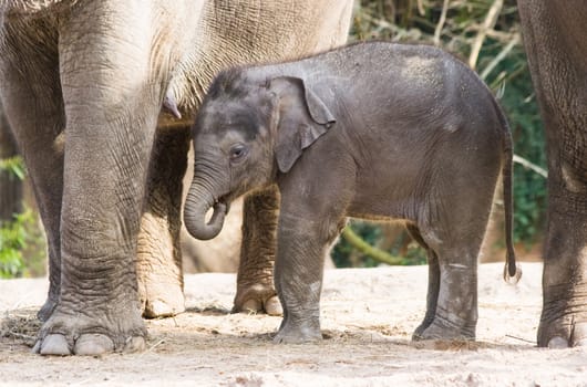 Asian female baby elephant staying close to her mother