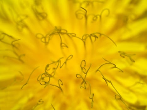 Extreme macro of dandelion flowerhead with stigma bearing pollen particles