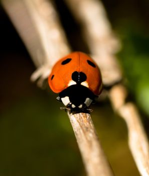 Macro of a red ladybug climbing on flower