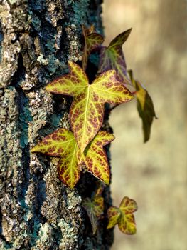 Leaves on tree trunk with shallow depth of field