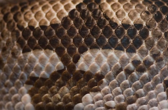 Close up part of snake skin - brown and white colors