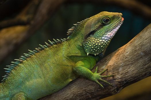 Thai Water Dragon or Green Water Dragon  