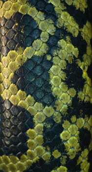 Close up part of snake skin - black and green colors