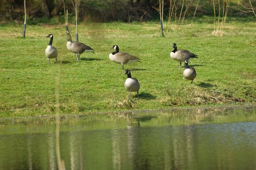 A small Gaggle of Canadian geese (Branta canadensis) beside a lake