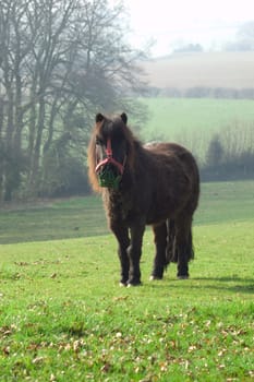 a small pony wearing a mouth guard standing in a sunny field.