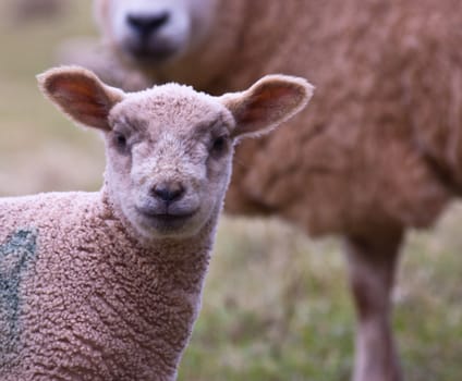 a young spring lamb looking ahead with its mother ewe standing behind.