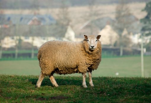 A lone sheep standing in a field 