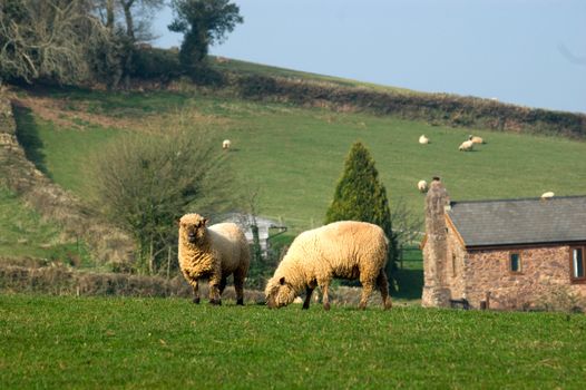 two Oxford Down sheep in a rural setting one grazing while the other looks up with farm house behind in the distence.