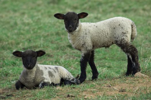 Two young curious spring lambs looking ahead in a lush green field of grass.