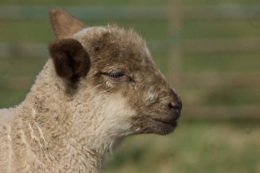 a close up of a cute wolley spring lambs head,face and neck.