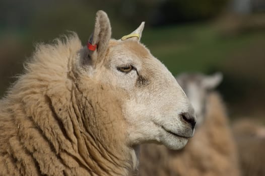 A close up shot of a Shetland-Cheviot sheeps head,neck and face.