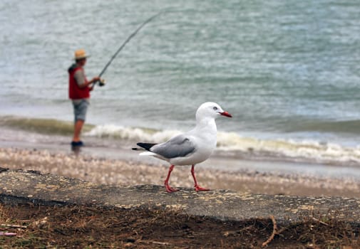 Fisherman and the seagull on beach. New Zealand