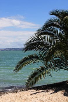 Palm on beach on a background of the blue sky